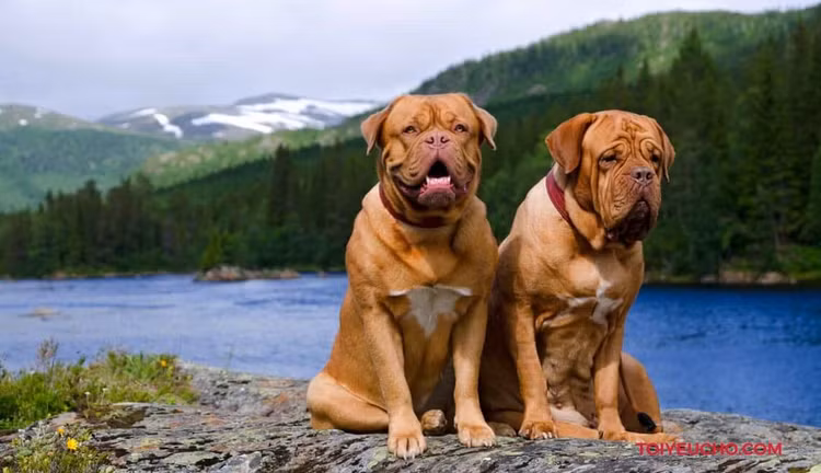 Top 5 giong cho khong lo nhat Trai dat, con nguoi phai kieng ne-Hinh-7