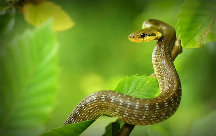 Sau 40 tuoi thoat van den, 3 tuoi tai loc tuoi sang ngoi ngoi-Hinh-4