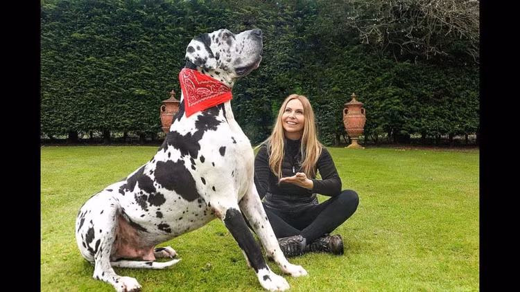 Top 5 giong cho khong lo nhat Trai dat, con nguoi phai kieng ne-Hinh-16