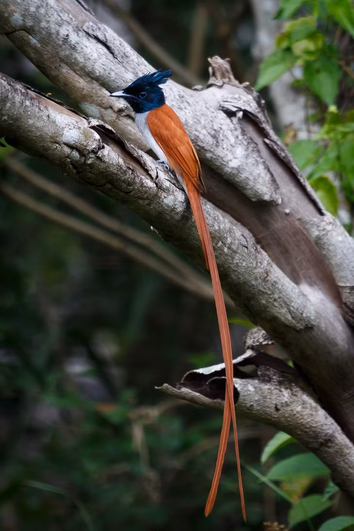 Loai chim thien duong tuyet sac, cao thu to tinh bang tieng hot-Hinh-5