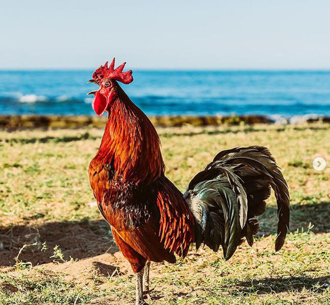 Kỳ lạ hòn đảo người dân không dám ăn thịt gà, sợ nhất sáng sớm - Hình 9 Ky la hon dao nguoi dan khong dam an thit ga, so nhat sang som-Hinh-9