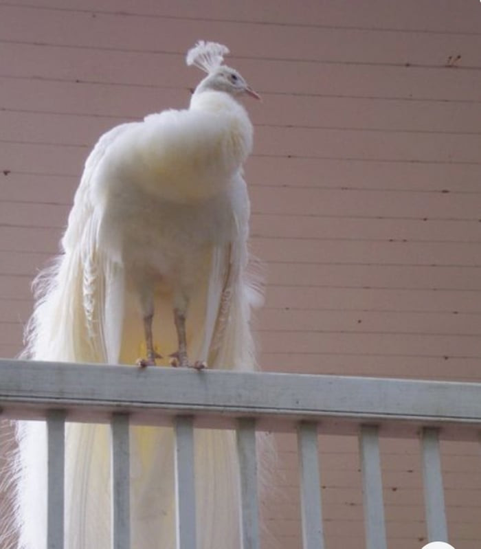 Ve dep ma mi cua dong vat bach tang sieu quy hiem-Hinh-7