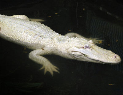 Ve dep ma mi cua dong vat bach tang sieu quy hiem-Hinh-3