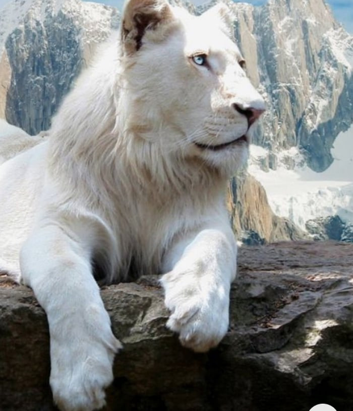 Ve dep ma mi cua dong vat bach tang sieu quy hiem-Hinh-4