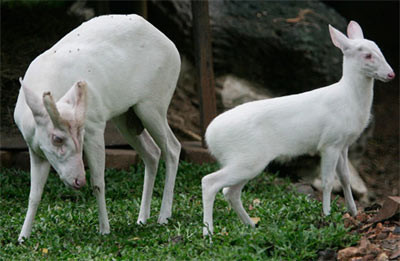 Ve dep ma mi cua dong vat bach tang sieu quy hiem-Hinh-9