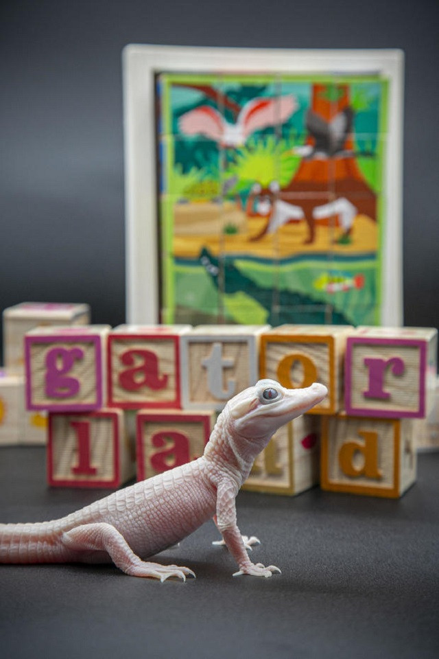 Ve dep ma mi cua dong vat bach tang sieu quy hiem-Hinh-2