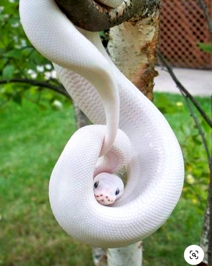 Ve dep ma mi cua dong vat bach tang sieu quy hiem-Hinh-8