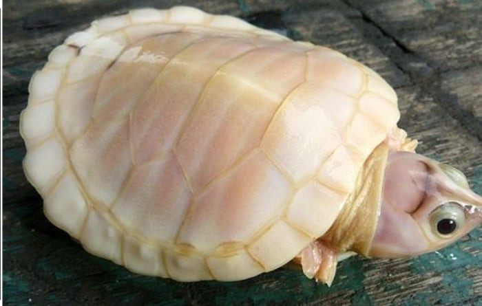 Ve dep ma mi cua dong vat bach tang sieu quy hiem-Hinh-6