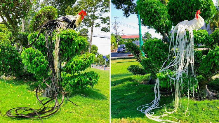 Loai ga sieu quy hiem duoi dai den 10m, Viet Nam dang nuoi nhieu-Hinh-12