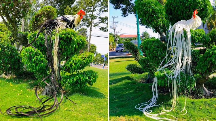 Loai ga sieu quy hiem duoi dai den 10m, Viet Nam dang nuoi nhieu-Hinh-12