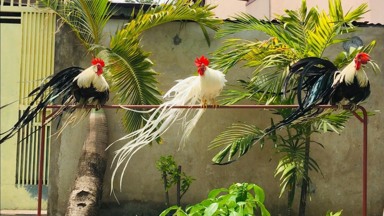 Loai ga sieu quy hiem duoi dai den 10m, Viet Nam dang nuoi nhieu-Hinh-3