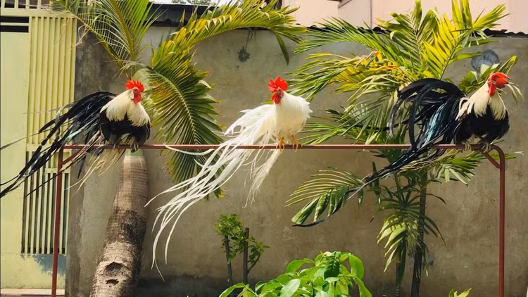 Loai ga sieu quy hiem duoi dai den 10m, Viet Nam dang nuoi nhieu-Hinh-3