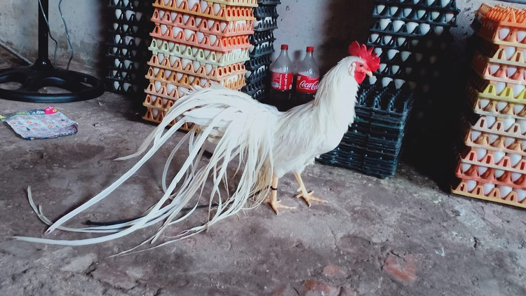 Loai ga sieu quy hiem duoi dai den 10m, Viet Nam dang nuoi nhieu-Hinh-10