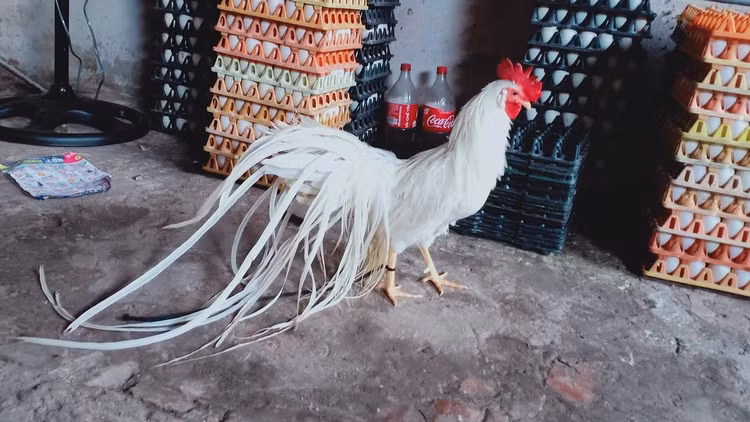 Loai ga sieu quy hiem duoi dai den 10m, Viet Nam dang nuoi nhieu-Hinh-10