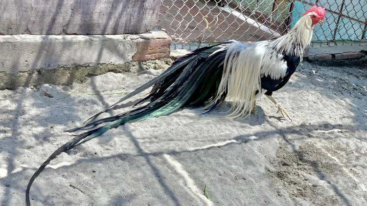 Loai ga sieu quy hiem duoi dai den 10m, Viet Nam dang nuoi nhieu-Hinh-9