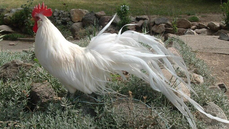 Loai ga sieu quy hiem duoi dai den 10m, Viet Nam dang nuoi nhieu-Hinh-4