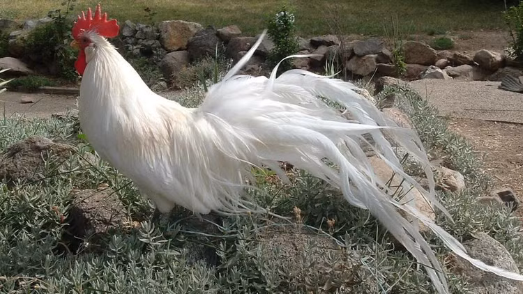 Loai ga sieu quy hiem duoi dai den 10m, Viet Nam dang nuoi nhieu-Hinh-4