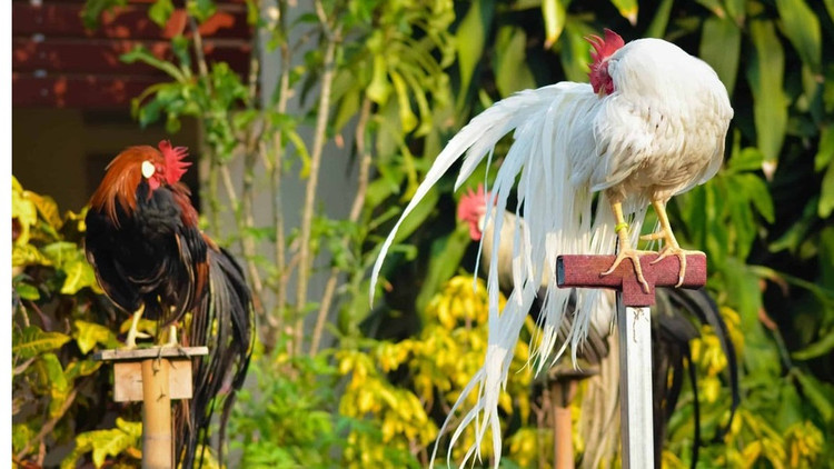 Loai ga sieu quy hiem duoi dai den 10m, Viet Nam dang nuoi nhieu-Hinh-5