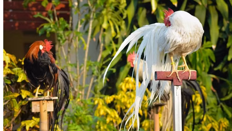 Loai ga sieu quy hiem duoi dai den 10m, Viet Nam dang nuoi nhieu-Hinh-5