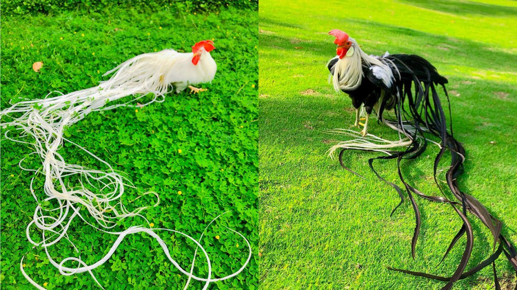 Loai ga sieu quy hiem duoi dai den 10m, Viet Nam dang nuoi nhieu-Hinh-11