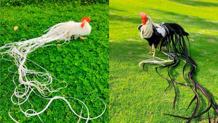 Loai ga sieu quy hiem duoi dai den 10m, Viet Nam dang nuoi nhieu-Hinh-11