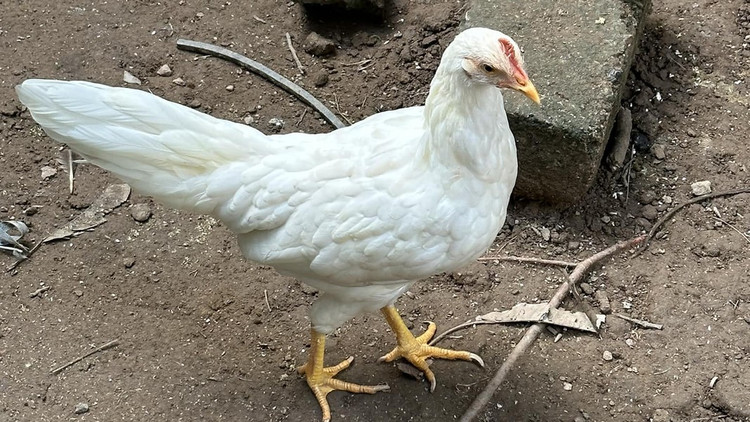 Loai ga sieu quy hiem duoi dai den 10m, Viet Nam dang nuoi nhieu-Hinh-8