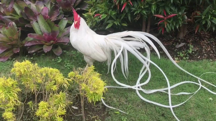 Loai ga sieu quy hiem duoi dai den 10m, Viet Nam dang nuoi nhieu-Hinh-6