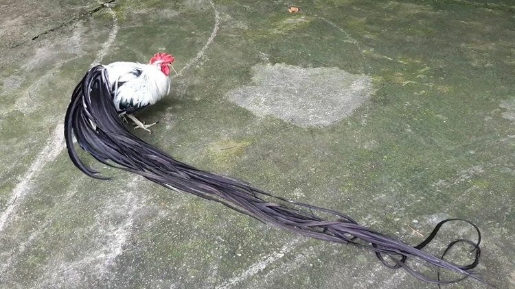 Loai ga sieu quy hiem duoi dai den 10m, Viet Nam dang nuoi nhieu-Hinh-7