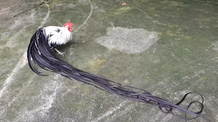 Loai ga sieu quy hiem duoi dai den 10m, Viet Nam dang nuoi nhieu-Hinh-7