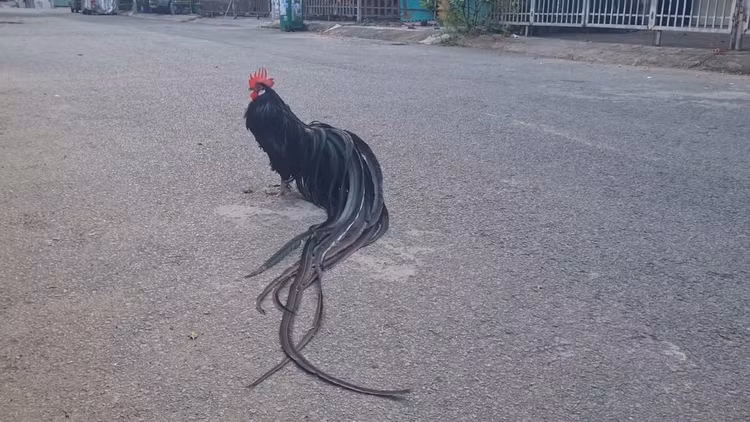 Loai ga sieu quy hiem duoi dai den 10m, Viet Nam dang nuoi nhieu-Hinh-13