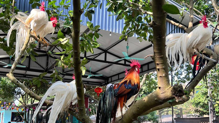 Loai ga sieu quy hiem duoi dai den 10m, Viet Nam dang nuoi nhieu-Hinh-2