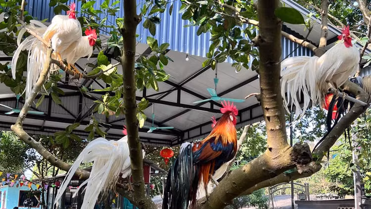 Loai ga sieu quy hiem duoi dai den 10m, Viet Nam dang nuoi nhieu-Hinh-2