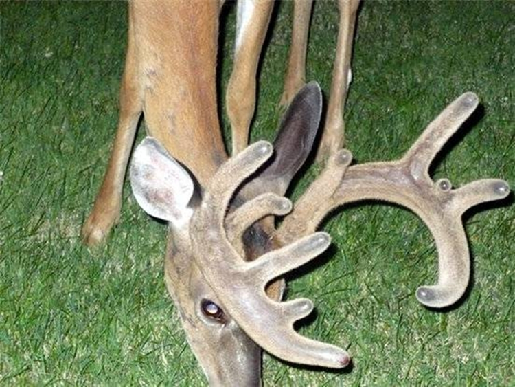 Top dong vat tai sinh sieu pham, song khoe trong khong gian-Hinh-3