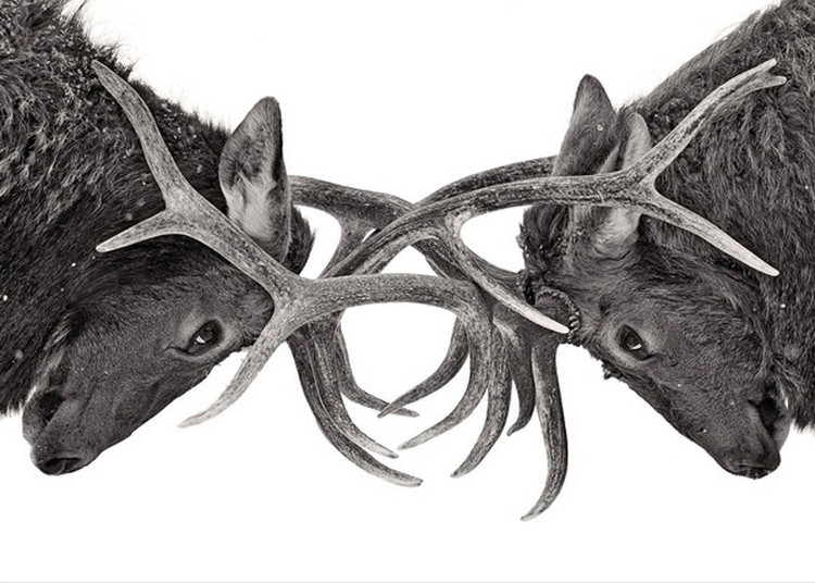 Top dong vat tai sinh sieu pham, song khoe trong khong gian-Hinh-2