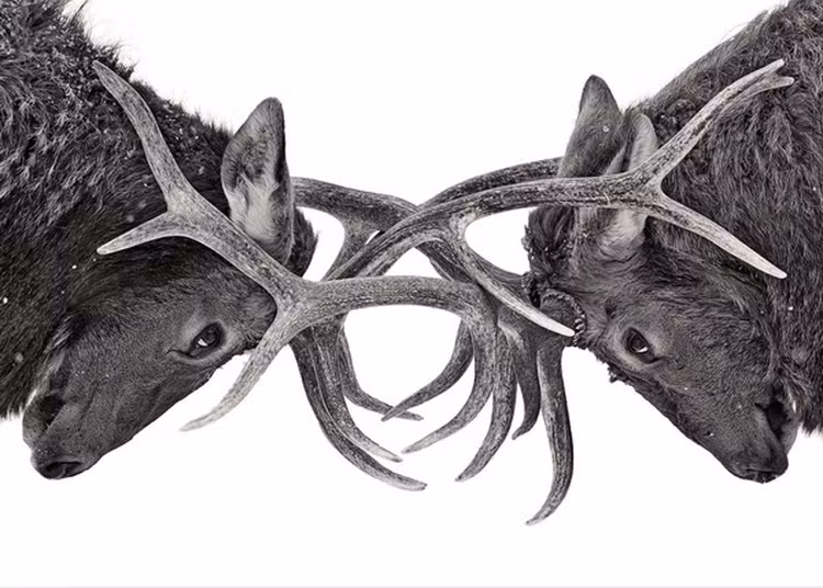 Top dong vat tai sinh sieu pham, song khoe trong khong gian-Hinh-2