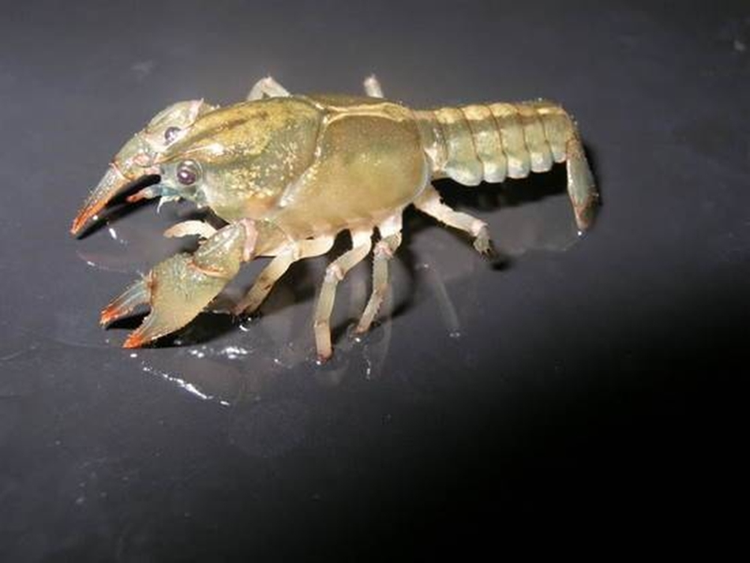 Top dong vat tai sinh sieu pham, song khoe trong khong gian-Hinh-9