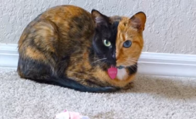 10 giong meo doc - di - la nhat hanh tinh: Giat minh so 1!-Hinh-2