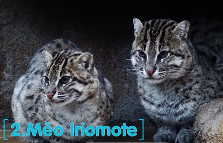 10 giong meo doc - di - la nhat hanh tinh: Giat minh so 1!-Hinh-17