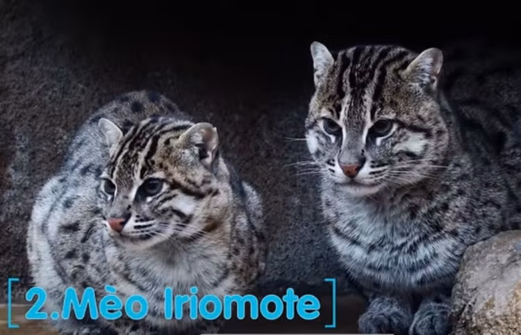 10 giong meo doc - di - la nhat hanh tinh: Giat minh so 1!-Hinh-17