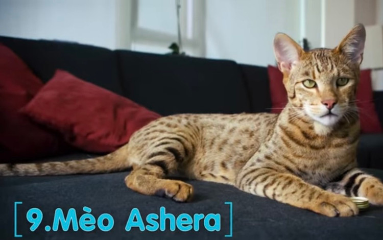 10 giong meo doc - di - la nhat hanh tinh: Giat minh so 1!-Hinh-3