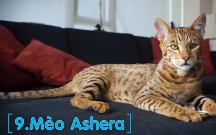 10 giong meo doc - di - la nhat hanh tinh: Giat minh so 1!-Hinh-3