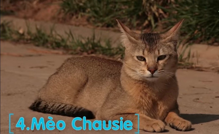 10 giong meo doc - di - la nhat hanh tinh: Giat minh so 1!-Hinh-13