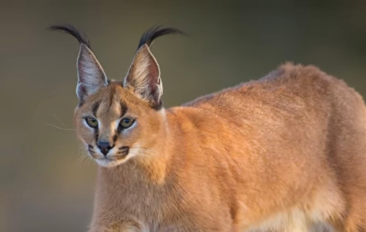 10 giong meo doc - di - la nhat hanh tinh: Giat minh so 1!-Hinh-12