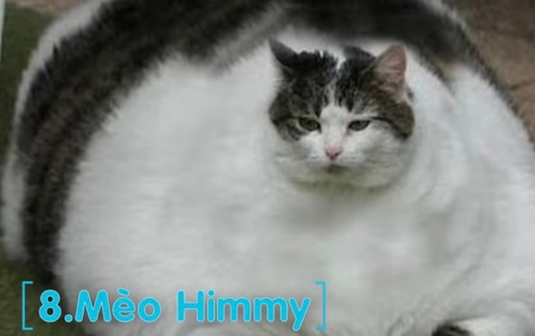 10 giong meo doc - di - la nhat hanh tinh: Giat minh so 1!-Hinh-5