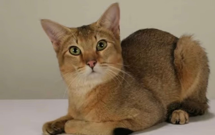 10 giong meo doc - di - la nhat hanh tinh: Giat minh so 1!-Hinh-14