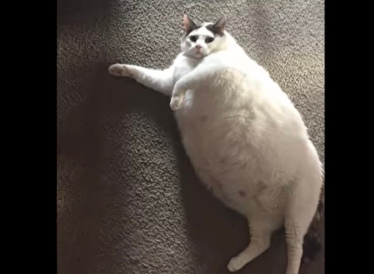 10 giong meo doc - di - la nhat hanh tinh: Giat minh so 1!-Hinh-6