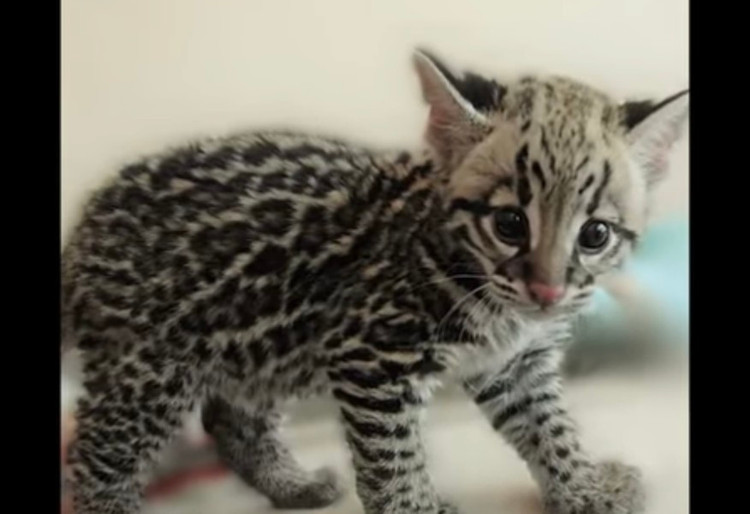 10 giong meo doc - di - la nhat hanh tinh: Giat minh so 1!-Hinh-18