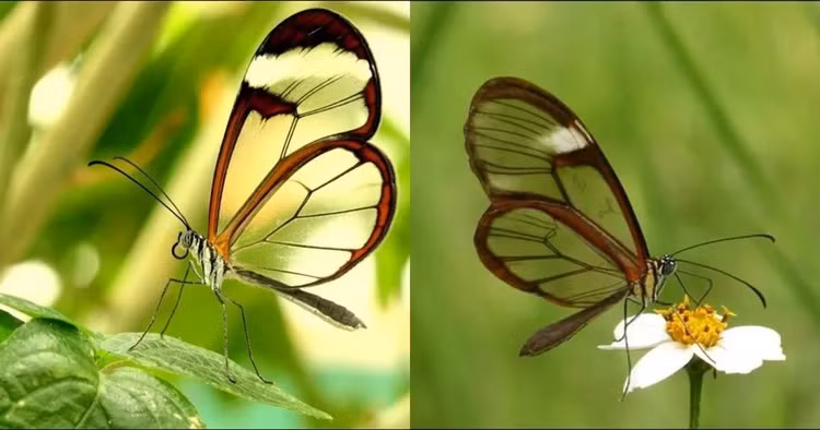 Ấn tượng về loài gương bay có cánh trong suốt như thủy tinh, hữu ích trong y học - Lạ vui - Việt Giải Trí