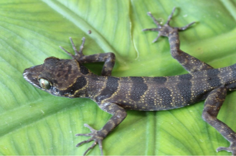 9. Thằn lằn chân ngón Cát Bà (Cyrtodactylus catbaensis). Đây là loài thằn lằn đặc hữu của đảo Cát Bà, có bộ da vằn vện, kích thước nhỏ và các ngón chân thích nghi với kiểu sống bám vào vách đá. Ảnh: Vietnam Academy of Science and Technology.