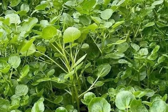 [GALLERY] 9 loại rau dễ mua, giàu dinh dưỡng, phù hợp cho mọi bữa ăn Việt